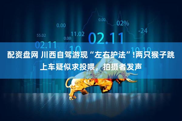 配资盘网 川西自驾游现“左右护法”!两只猴子跳上车疑似求投喂，拍摄者发声